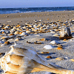 Shells on the beach with ocean in background near Salvo NC