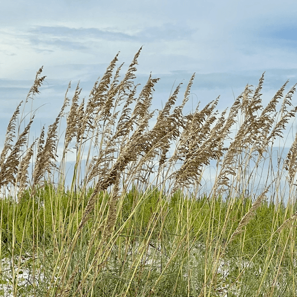 Sea Oats